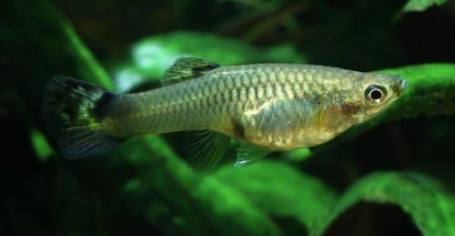 Tropical Fish 20 Assorted Guppies Male and Female