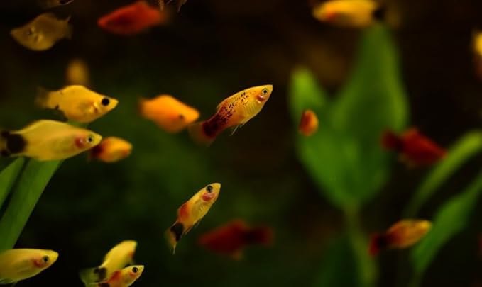 Swimming Creatures™ 4 Assorted Color Platy Mix (Xiphophorus maculatus) Freshwater Aquarium Live Fish (Size Approx. 3/4")