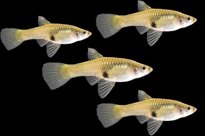 Swimming Creatures™ 15 Assorted Male & Female Guppy Live Tropical Freshwater Aquarium Fish