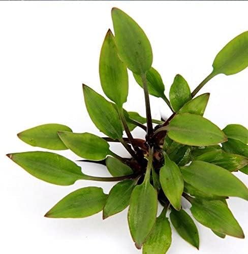 Foreground Potted Live Aquarium Plants | Freshwater Aquatic Plants for Aquariums (Cryptocoryne Lutea, 1)