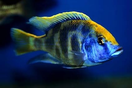 Live Freshwater Aquarium Fish - 3-4" Venustus Cichlid - by WorldwideTropicals - Live Freshwater Fish - Live Tropical Fish - Great For Aquariums - Populate Your Fish Tank!