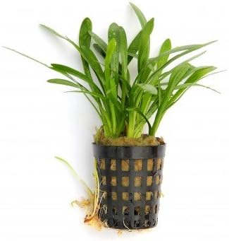 Foreground Potted Live Aquarium Plants | Freshwater Aquatic Plants for Aquariums (Sagitaria, 3)