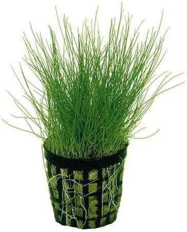 Foreground Potted Live Aquarium Plants | Freshwater Aquatic Plants for Aquariums (Dwarf Hairgrass, 3)