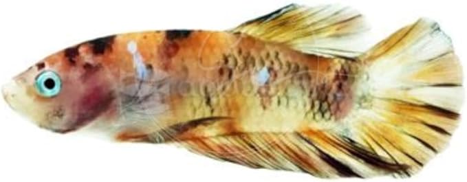 Swimming Creatures™ Betta Live Freshwater Aquarium Fish (Male Nemo (High Grade))