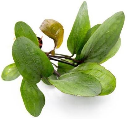 SubstrateSource Echinodorus Big Bear Sword Live Plant for Freshwater Aquariums, Natural Fish Tank Decorations, and Aquatic Decor (1 Pot (2-3 Plants))