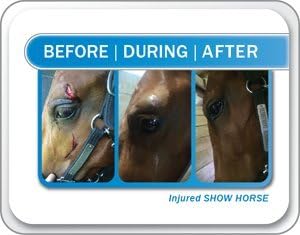 Champion Shield Silver Liquid Bandage for Horses, 2 Pack, Wound Care, First Aid for Horses, Livestock, Large Animal Spray on Bandage, Made in The USA, USEF & USDA Compliant
