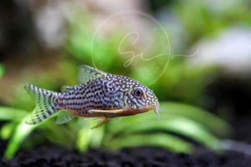 Swimming Creatures 3 PCS Assorted Corydoras Mix, Freshwater Aquarium Catfish Live Arrival Guarantee (2-3 Kinds Mix)
