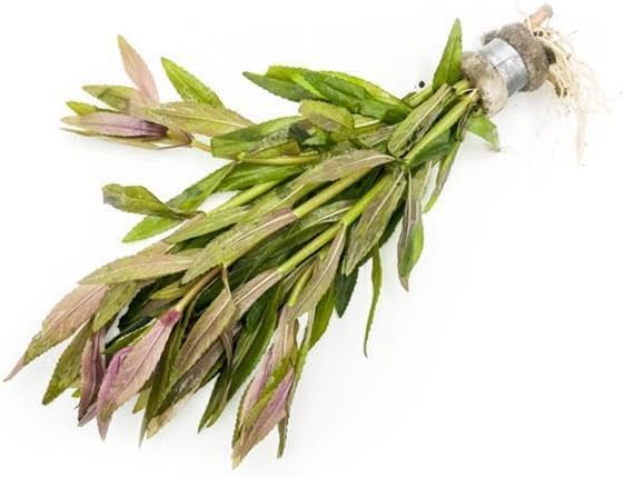 SubstrateSource Live Aquarium Stem Plants - Freshwater Aquatic Plant for Fish Tanks, Aquascaping - (Ludwigia Sedioides Mosaic, 1 Bunch)