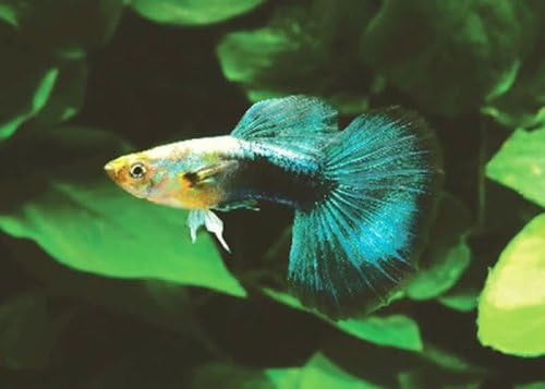 Guppies Guppy Fancy Fantail Tropical Fish 12 Male Assorted Colors