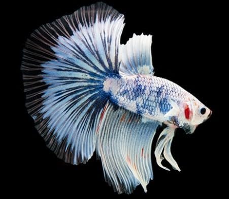 Super Delta Betta Male - Assorted Color - Live Freshwater Aquarium Fish