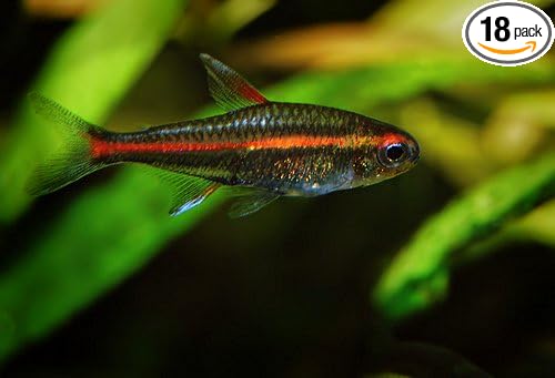 Live Freshwater Aquarium Fish - 18 Fire Neon Tetras (Glo-Lites) - Great for Aquariums - Populate Your Fish Tank!