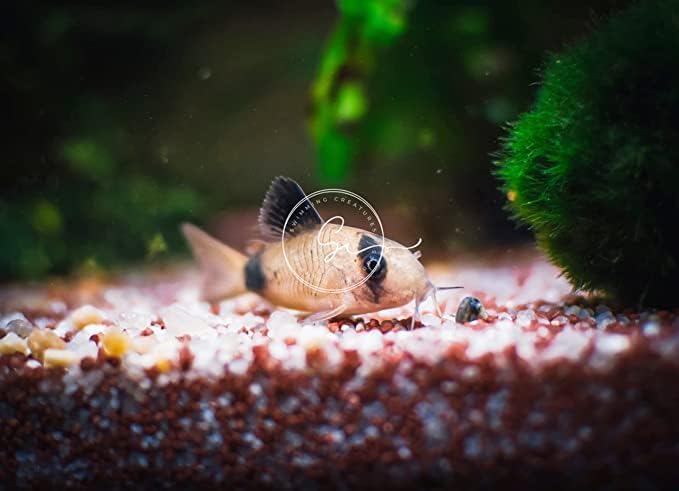 Swimming Creatures 5 PCS Assorted Corydoras Mix, Freshwater Aquarium Catfish Live Arrival Guarantee (3-4 Kinds Mix)