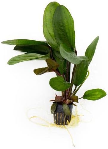 SubstrateSource Echinodorus Big Bear Sword Live Plant for Freshwater Aquariums, Natural Fish Tank Decorations, and Aquatic Decor (1 Pot (2-3 Plants))