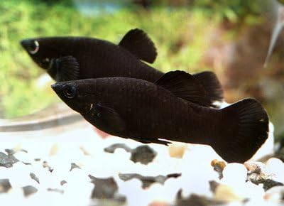 Black Molly - Freshwater Live Tropical Fish