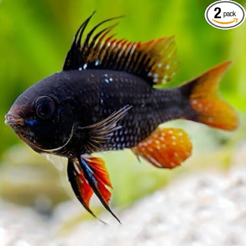 Neat&Tidy German Black Ram - Live Aquarium Fish (Pack of 2)