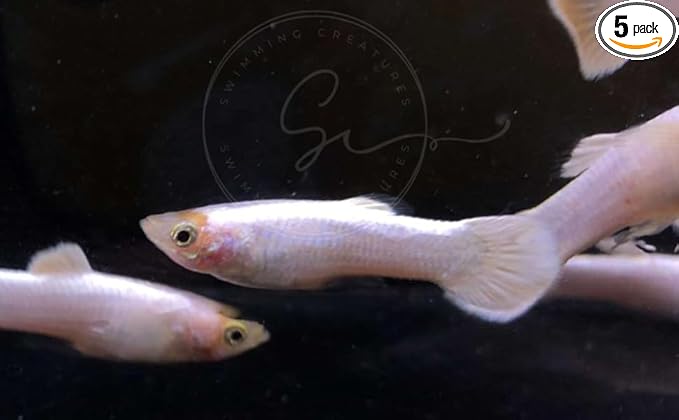Swimming Creatures™ Tropical Live Guppy Freshwater Aquarium Fish (5 Platinum White Male Guppy)