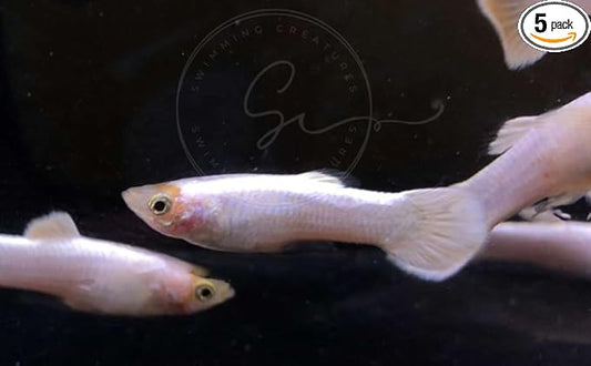 Swimming Creatures™ Tropical Live Guppy Freshwater Aquarium Fish (5 Platinum White Male Guppy)