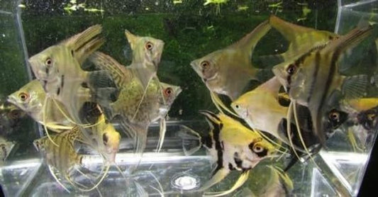 3 Pack - Assorted Color Angelfish Live Freshwater Aquarium Fish Silver, Black, Blue, Marble, Pinoy, Koi, Panda