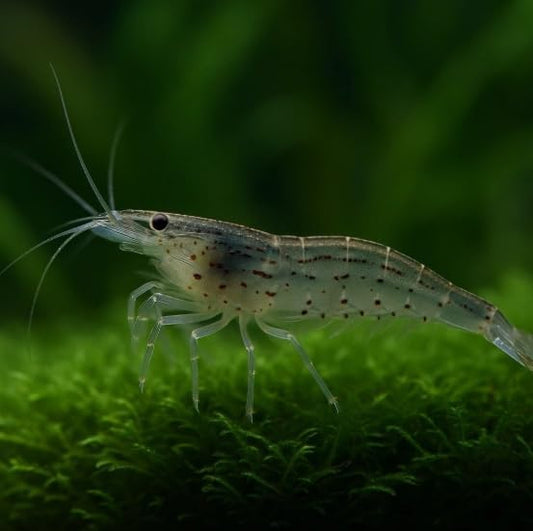 20+ Amano Shrimps Inverts Live Freshwater Aquarium Shrimps 1/4" - 1/2" - Live Shrimp Arrival Guarantee DOA Cover Included