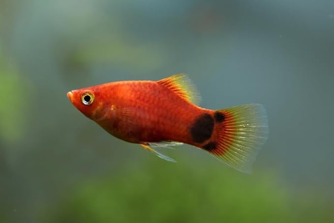 Swimming Creatures™ 4 Assorted Color Platy Mix (Xiphophorus maculatus) Freshwater Aquarium Live Fish (Size Approx. 3/4")