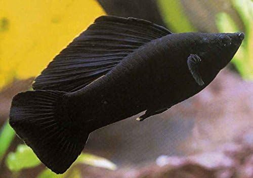 Black Molly - Freshwater Live Tropical Fish