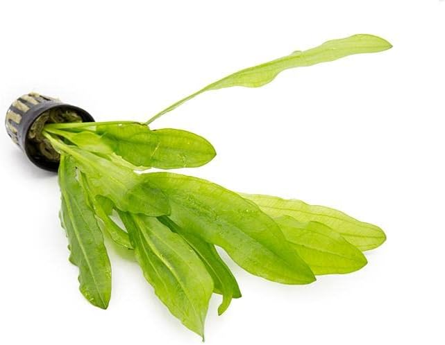 SubstrateSource Echinodorus Major Ruffle Sword Live Plant for Freshwater Aquariums, Natural Fish Tank Decorations, and Aquatic Decor (1 Pot (2-3 Plants))
