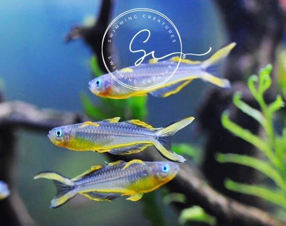 Swimming Creatures™ Freshwater Rainbowfish Live Aquarium Fish (Approx. 3/4"–1") (6 Forktail Rainbowfish)