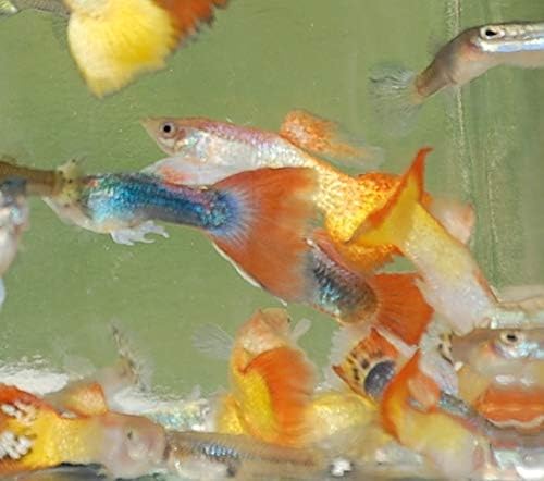 Quinn's Fins- Male Assorted Guppy 3 Pack