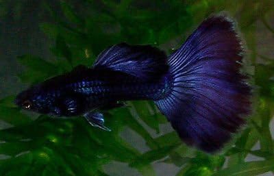 Live Freshwater Aquarium Fish - (5) 5-Pack of Mixed Color Male Guppies - 5 of Mixed Color Male Guppies Live Tropical Fish - Great for Aquariums - Populate Your Fish Tank!