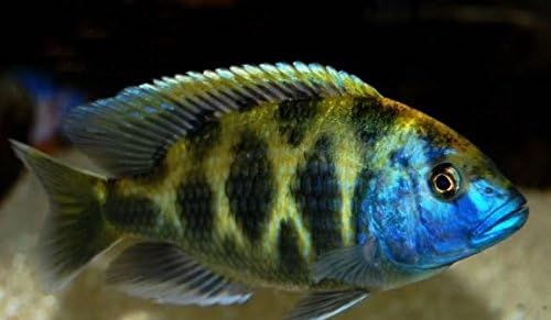 Live Freshwater Aquarium Fish - 3-4" Venustus Cichlid - by WorldwideTropicals - Live Freshwater Fish - Live Tropical Fish - Great For Aquariums - Populate Your Fish Tank!