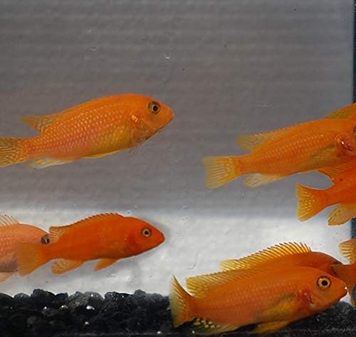 Quinn's Fins- Live Cherry Red Zebra (Small)