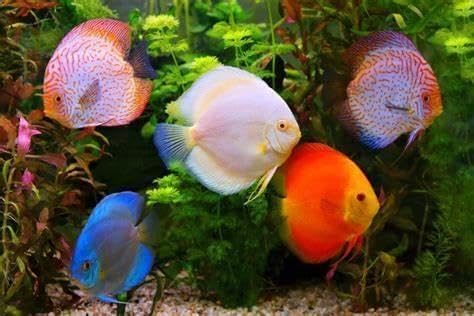 Aquatic Foods Inc. Brine Shrimp 0.5-2.5mm Sinking Granules for All Small & Baby Discus, Cichlids, Tetras, Live Bearers, Catfish, Small Plecos, All Tropical Fish…6.2oz Med Round Jar