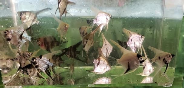3 Pack - Assorted Color Angelfish Live Freshwater Aquarium Fish Silver, Black, Blue, Marble, Pinoy, Koi, Panda