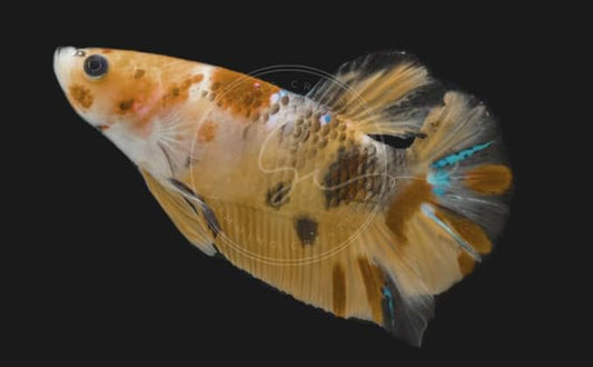 Swimming Creatures™ Betta Live Freshwater Aquarium Fish (Male Nemo (High Grade))