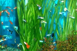Guppies Guppy Fancy Fantail Tropical Fish 12 Male Assorted Colors