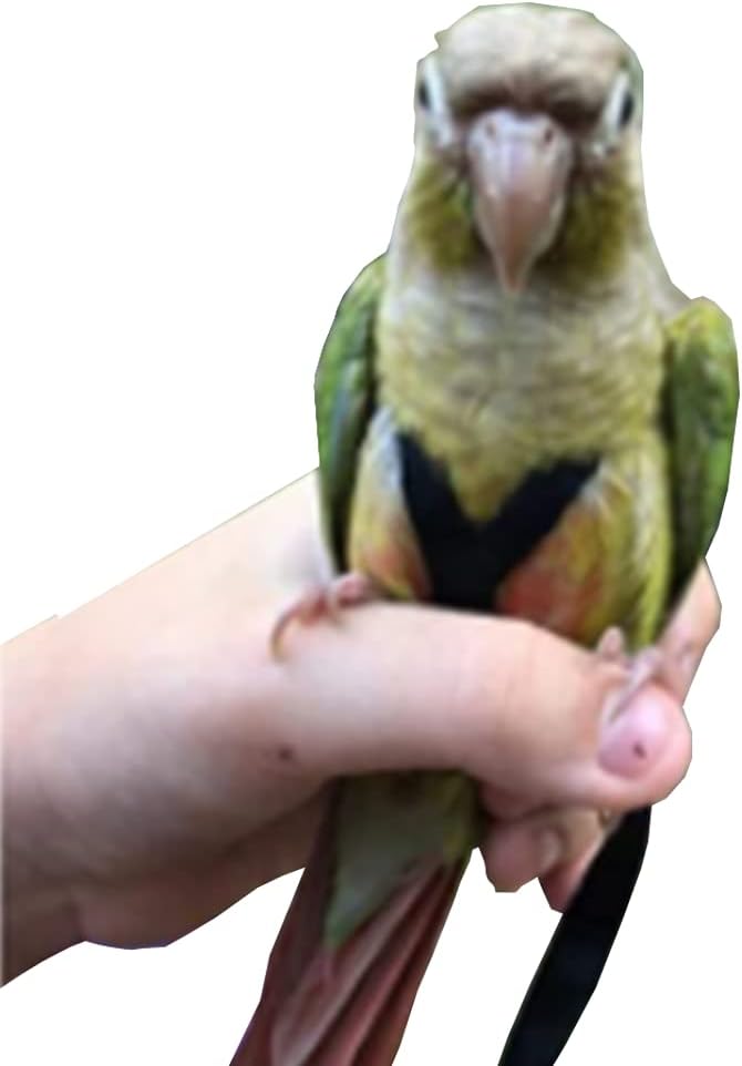 Adjustable Birds Harness and Leash Parrot Harness Leash Training Supplies Pet Anti-bite Outdoor Flying Rope for Conures Budgerigar Lovebird Cockatiel Mynah (S, Black)