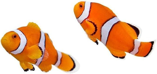 2-Pack Live True Percula Clownfish, Captive Bred Saltwater Aquarium Fish, Hardy Peaceful Reef-Safe Marine Species for Reef Tanks