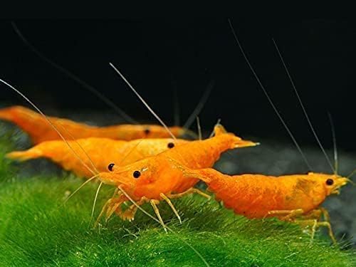 15+ Red–Yellow-Orange Live Freshwater Shrimp High Grade Live Shrimps - Freshwater Shrimp Aquarium Inverts, Hardy Nano Tank Healthy Shrimps Pets - with Live Arrival Guarantee