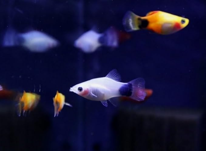 Swimming Creatures™ 4 Assorted Color Platy Mix (Xiphophorus maculatus) Freshwater Aquarium Live Fish (Size Approx. 3/4")