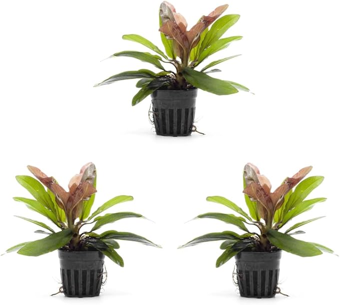 SubstrateSource Live Plants - Echinodorus Red Rubin (Echinodorus ‘Red Rubin’) - Medium to High Light, Red-Green Accent, Midground to Background Placement - Rosette Growth - Pot, 3 Pack