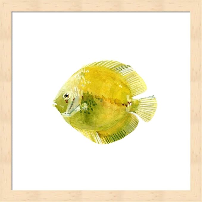 Discus Fish A by Emma Scarvey, 2 Piece Natural Framed Art Set, 13 X 13 Inches Each, Sea Life Art