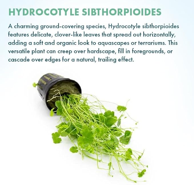 SubstrateSource Live Plant - Lawn Marsh Pennywort (Hydrocotyle sibthorpioides) - Easy to Moderate Care, Medium to High Light, Bright Green Accent, Freshwater Aquatic Plant for Aquascaping - Pot