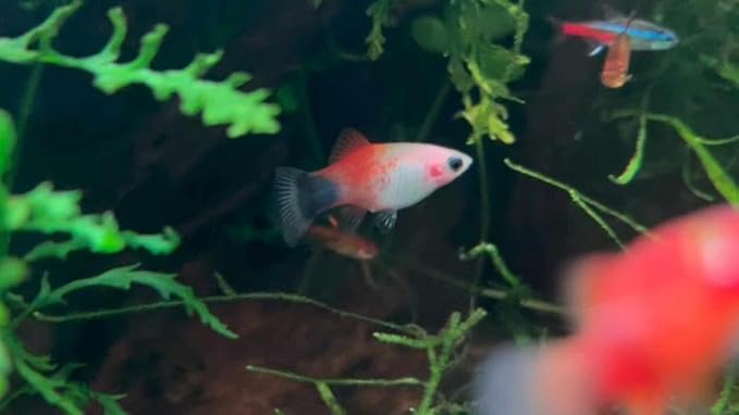 Swimming Creatures™ 4 Assorted Color Platy Mix (Xiphophorus maculatus) Freshwater Aquarium Live Fish (Size Approx. 3/4")