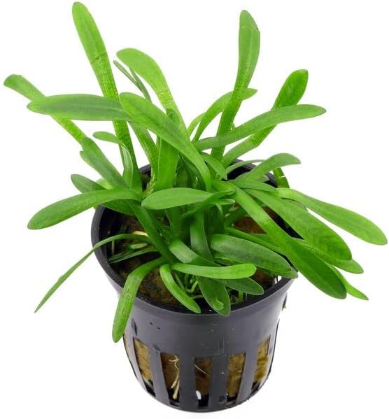 Foreground Potted Live Aquarium Plants | Freshwater Aquatic Plants for Aquariums (Sagitaria, 1)