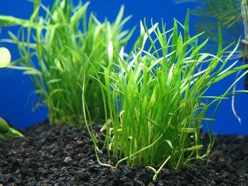 Foreground Potted Live Aquarium Plants | Freshwater Aquatic Plants for Aquariums (Microsword, 1)