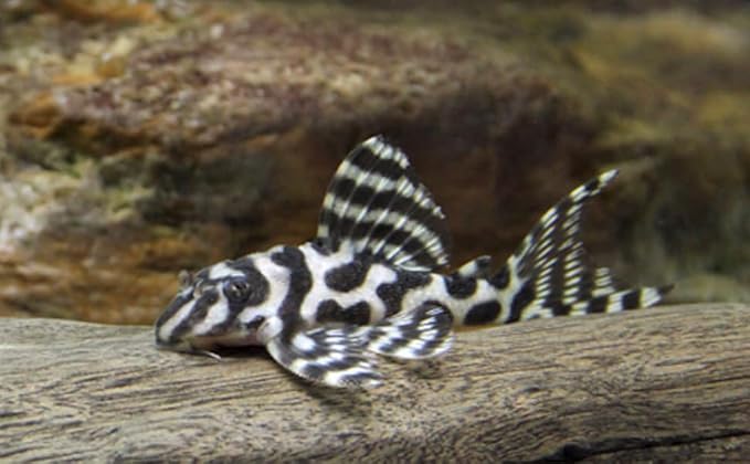 Swimming Creatures™ Pleco Live Freshwater Aquarium Fish (Size Approx 1-2") (1 King Tiger Pleco (L333))