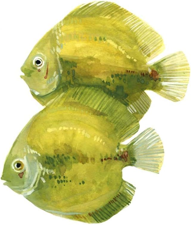 Discus Fish B by Emma Scarvey, 2 Piece Unframed Art Print Set, 12 X 12 Inches Each, Sea Life Art