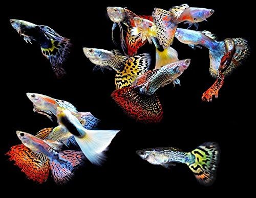 Live Freshwater Aquarium Fish - (5) 5-Pack of Mixed Color Male Guppies - 5 of Mixed Color Male Guppies Live Tropical Fish - Great for Aquariums - Populate Your Fish Tank!