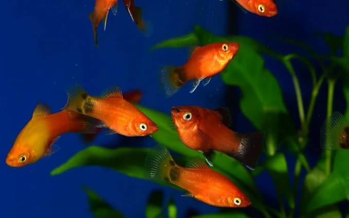 Swimming Creatures™ 6 Assorted Red & Orange Platy (Xiphophorus maculatus) Freshwater Aquarium Live Fish (Size Approx. 1–1.5")