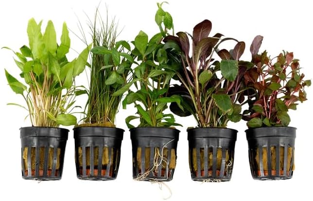 Live Freshwater Aquarium Plants - 3 Assorted Potted for Fish Tanks - (Grower's Choice) Beginner Friendly